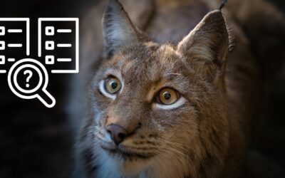 Présentation et avis sur le comparateur d’assurances « Le Lynx »