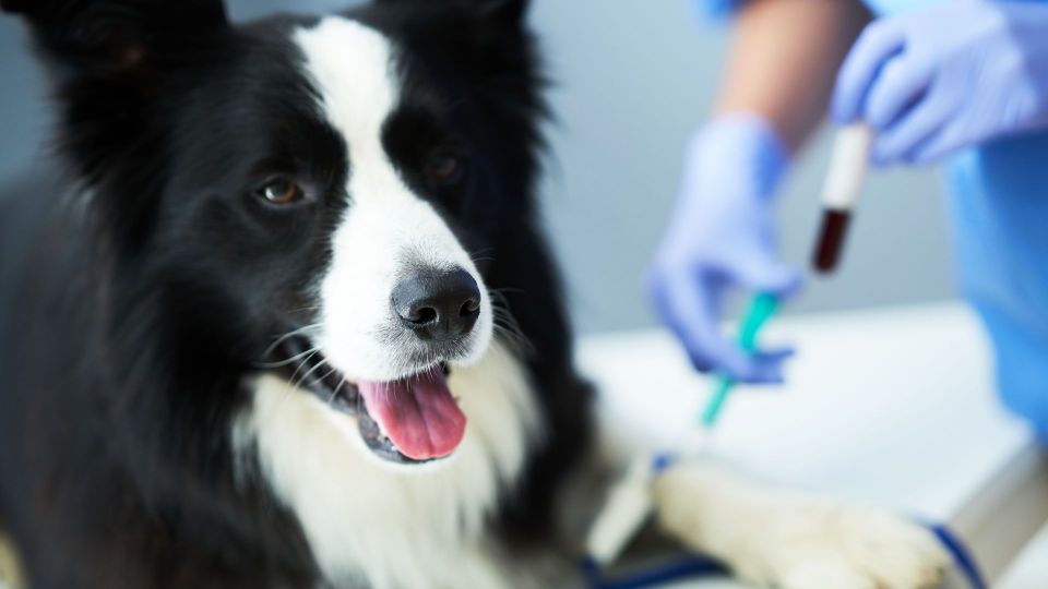 Border collie seringue